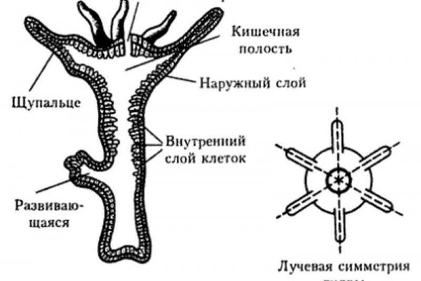 Ссылка омг в торе